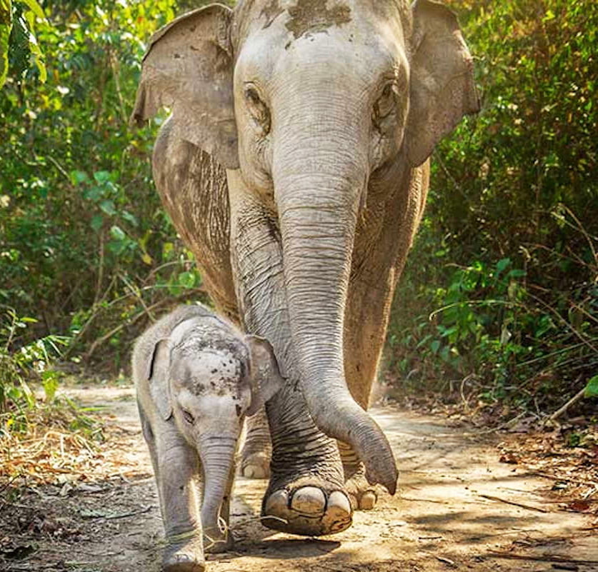chiang mai elephant jungle sanctuary