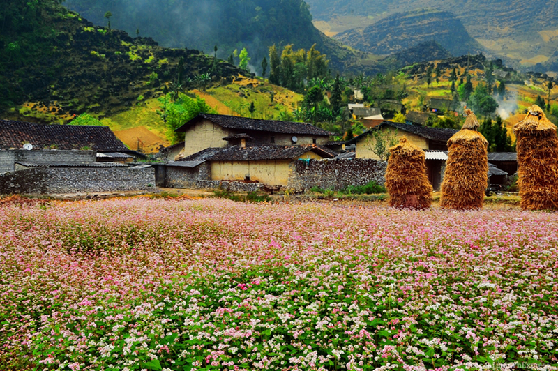 Tour Du Lịch Hà Nội Hà Giang Mùa Hoa Tam Giác Mạch 3 Ngày 2 Đêm 3 tourdulichhagiang3ngay2demmuahoatamgiacmach