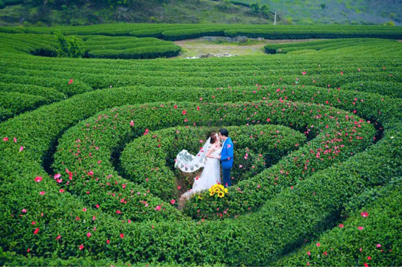 Tour Hà Nội - Mộc Châu 2 Ngày 1 Đêm 2 dulichmocchau2ngay1dem