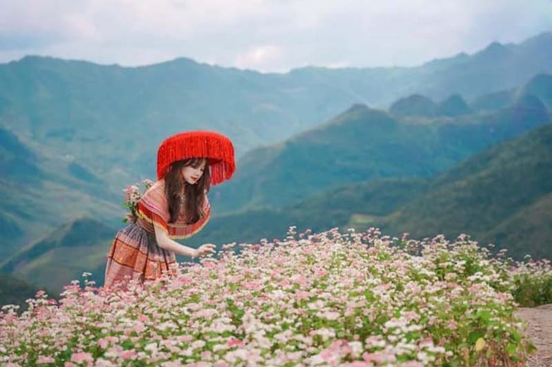 hagiangtourbuckwheatflowerseason3days2nights