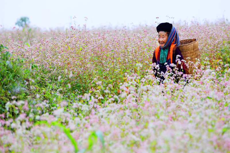 muahoatamgiacmachhagiangthangmay