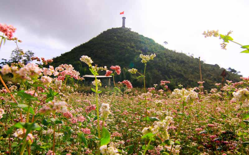 muahoatamgiacmachhagiangthangmay22