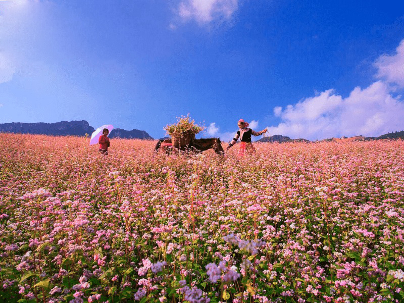 Ha Giang Buckwheat Flower Season