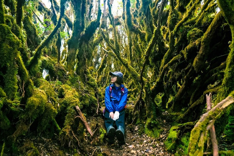 Rừng rêu đỉnh Tà Xùa 19