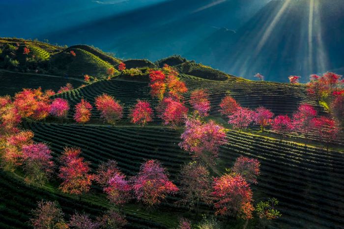 Traveling To Sapa During The Cherry Blossom Season