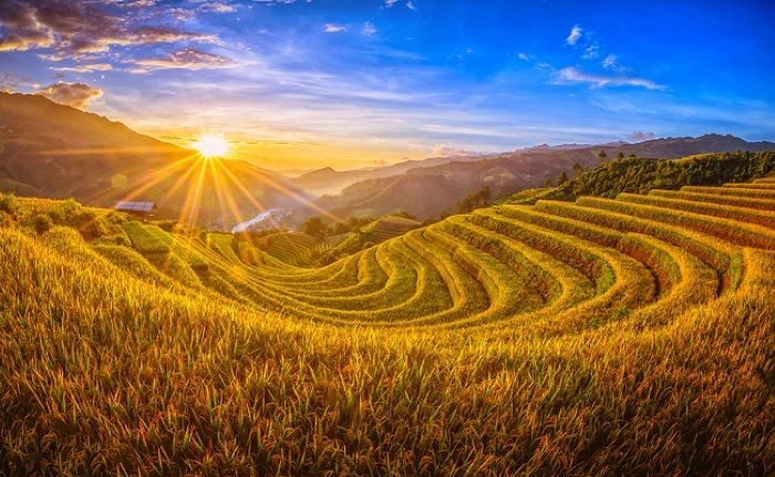 Discover The Beauty Of Northwest Vietnam During The Golden Rice Season